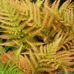dryopteris_erythrosora