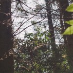 Grown in England Certainly Wood 1