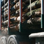 Grown in England Certainly Wood 2