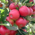 Apples-2