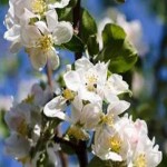 blossom