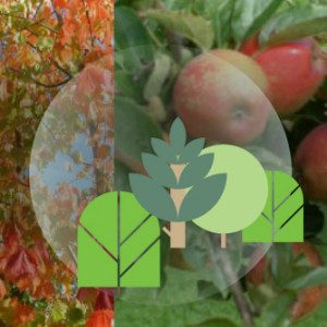 Grown in England Perrie Hale Nursery 1