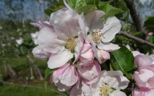 Grown in England Walcot Organic Nursery 2