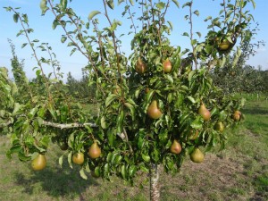 Grown in England Walcot Organic Nursery 3