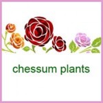 Grown in England Chessum Plants 1