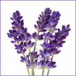Grown in England Lavender Blue 2