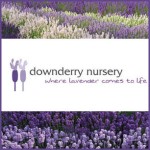 Grown in England Downderry 1