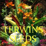 Terwins Seeds