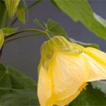 Untitled-11
