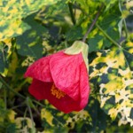Untitled-7