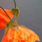 Untitled-8