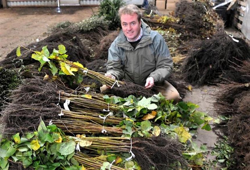 British Hardwood Tree Nursery Grown In England