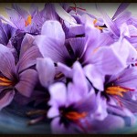 Grown in England English Saffron 1