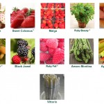 Grown in England Hargreaves Plants 10