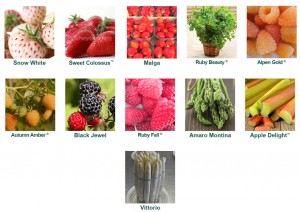 Grown in England Hargreaves Plants 10