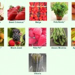 Grown in England Hargreaves Plants 14