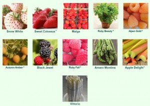 Grown in England Hargreaves Plants 14