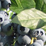 Grown in England Hargreaves Plants 5