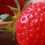 Grown in England Hargreaves Plants 6