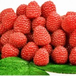 Grown in England Hargreaves Plants 7