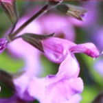 Grown in England Hargreaves Plants 9