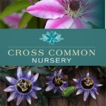 Grown in England Cross Common Nursery 1