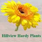 Grown in England Hillview Hardy Plants 2