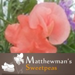 Grown in England Matthewman's Sweetpeas 2