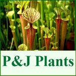 Grown in England P&J Plants 1