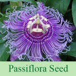 Grown in England Passiflora Seed 1