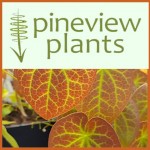 Grown in England Pineview Plants 1