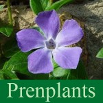 Grown in England Prenplants 1