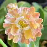 Grown in the UK Hillview Hardy Plants 9B