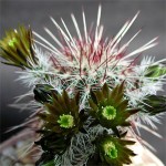 Grown in England Garside Cacti 1