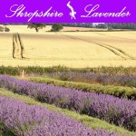 Grown in England Shropshire Lavender 16