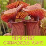 Grown In England Hampshire Carnivorous Plants 1