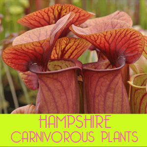 general plant Euphorbia Slipper Plant 1 gallon main image 1