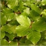 Grown in England A&D Pope 1