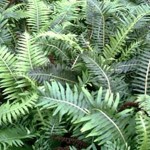 Grown in England Amulree Exotics 1