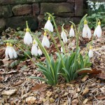Grown in England Cornovium Snowdrops 1