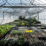 Grown in England Jekkas Herb Farm 2