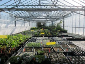 Grown in England Jekkas Herb Farm 2