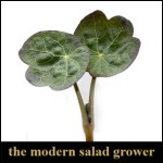 Grown in England The Modern Salad Grower 1