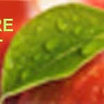 Grown in England Gloucestershire Orchard Trust 1