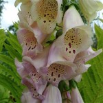 Grown in England Botanic Nursery 7