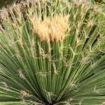 Grown in England Evergreens Garden Centre 2