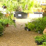 Grown in England Evergreens Garden Centre 3