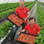 Grown in England R & V Emery 6