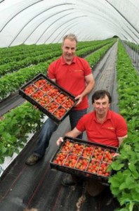 Grown in England R & V Emery 6