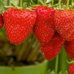 Grown in England R & V Emery 7